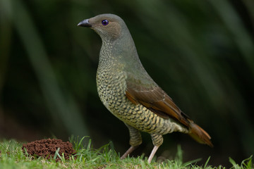 Satin Bowerbird in Australia