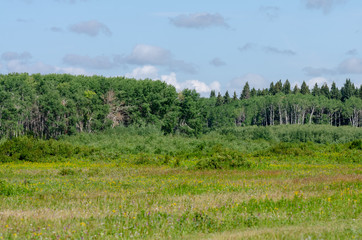 Obraz premium landscape with green grass and sky in Riding Mountain National Park, Manitoba