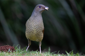 Satin Bowerbird in Australia
