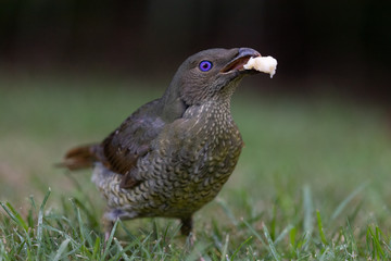 Satin Bowerbird in Australia