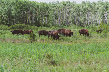 Naklejka na ściany i meble Bison herd at Riding Mountain National Park, Manitoba