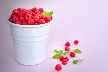 Fresh organic raspberries in a white metal bucket on pink background