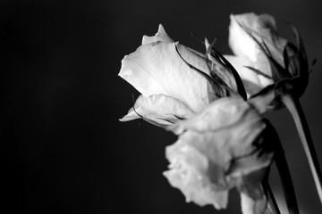Withered white roses on a dark background close up, black and white