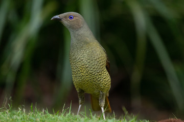Satin Bowerbird in Australia