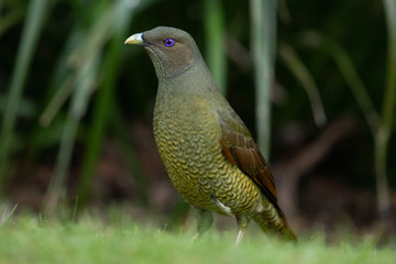 Satin Bowerbird in Australia