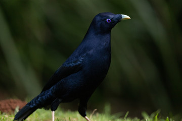 Satin Bowerbird in Australia