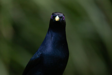 Satin Bowerbird in Australia