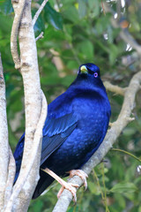 Satin Bowerbird in Australia