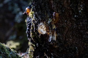 Séve sur un cerisier