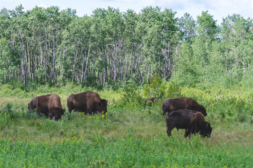 Naklejka na ściany i meble Herd of bison grazing in meadows at the Lake Audy Bison Enclosure at Riding Mountain National Park, Manitoba
