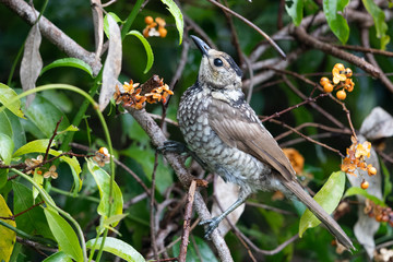 Regent Bowerbirds in Australia