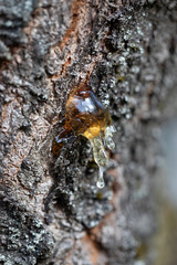 Séve sur un cerisier