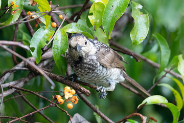 Regent Bowerbirds in Australia