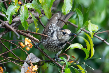 Regent Bowerbirds in Australia