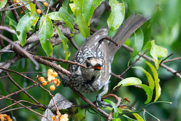 Regent Bowerbirds in Australia