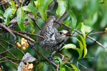 Regent Bowerbirds in Australia
