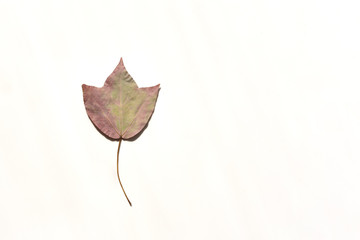 Maple leaf on white background. Hello Autumn text. Copy space. Creative autumn fall nature season minimal background