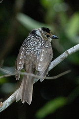 Regent Bowerbirds in Australia