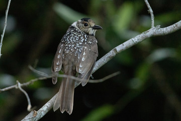 Regent Bowerbirds in Australia