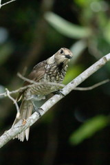 Regent Bowerbirds in Australia