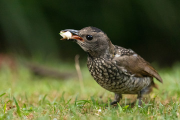 Regent Bowerbirds in Australia