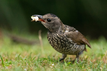 Regent Bowerbirds in Australia