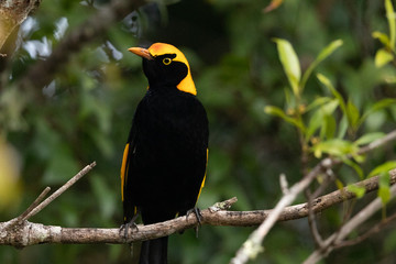 Regent Bowerbirds in Australia