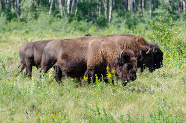 Bison herd grazing at the Lake Audy Bison Enclosure at Riding Mountain National Park Winnipeg, Manitoba, Canada - Travel Destination
