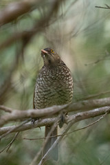 Regent Bowerbirds in Australia