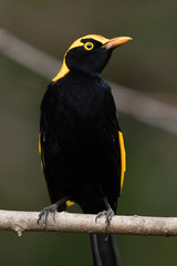 Regent Bowerbirds in Australia