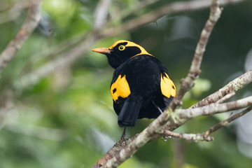 Regent Bowerbirds in Australia