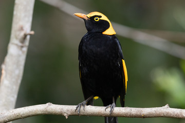 Regent Bowerbirds in Australia