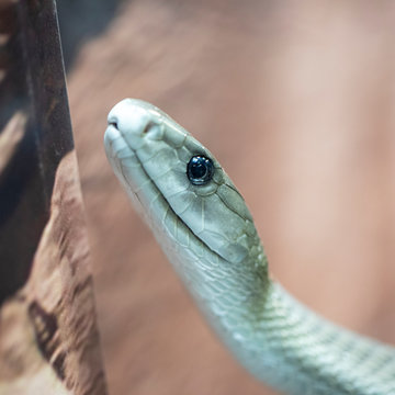 Mamba noir