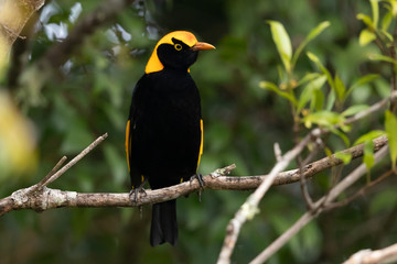 Regent Bowerbirds in Australia