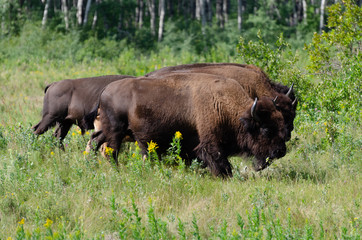 Herd of bison grazing in meadows at the Lake Audy Bison Enclosure at Riding Mountain National Park, Manitoba - travel destination
