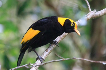 Regent Bowerbirds in Australia
