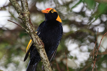 Regent Bowerbirds in Australia