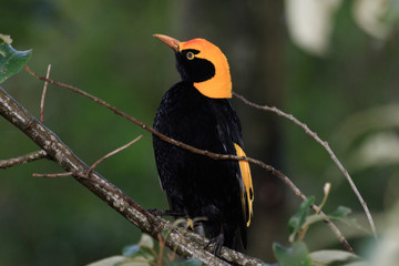Regent Bowerbirds in Australia