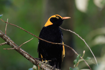 Regent Bowerbirds in Australia