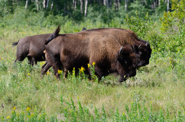 Bison herd grazing at the Lake Audy Bison Enclosure at Riding Mountain National Park Winnipeg, Manitoba, Canada - Travel Destination