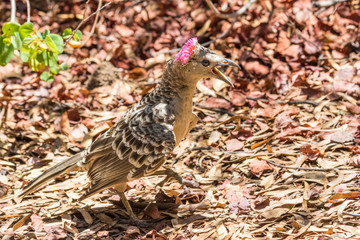 Great Bowerbirds in Australia