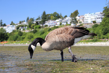 Close up shot of Canada goose at White Rock Beach in low tide, in White Rock BC, Canada.