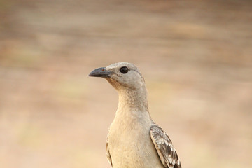 Great Bowerbirds in Australia