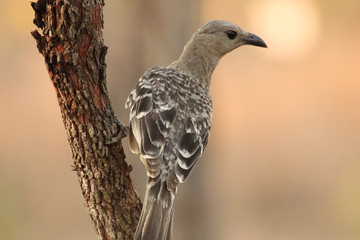 Great Bowerbirds in Australia