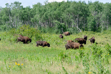 Naklejka na ściany i meble Bison herd grazing at the Lake Audy Bison Enclosure at Riding Mountain National Park Winnipeg, Manitoba, Canada - Travel Destination