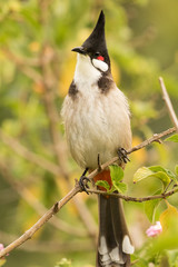 Red Whiskered Bulbul in Australia