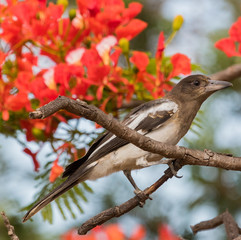 Pied Butcherbird in Australia