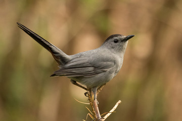 Grey Catbird in Pennsylvania