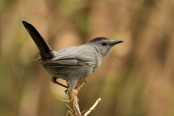 Grey Catbird in Pennsylvania