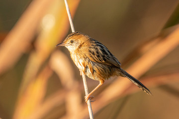 Golden Headed Cisticola in Australia